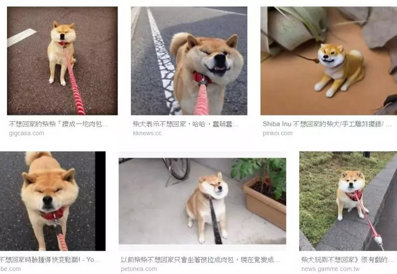 Google搜尋「不想回家」全是牠!「包子餡溢出」網笑翻:我家的也是~