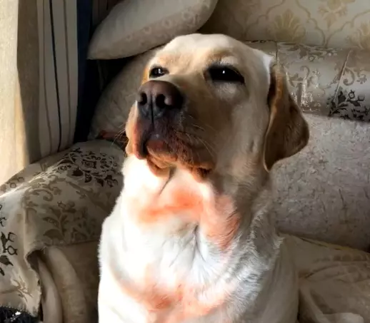 回家驚見「愛犬滿身紅」倒臥!下秒牠起身「翻了個白眼」:偶幫妳試用啦~