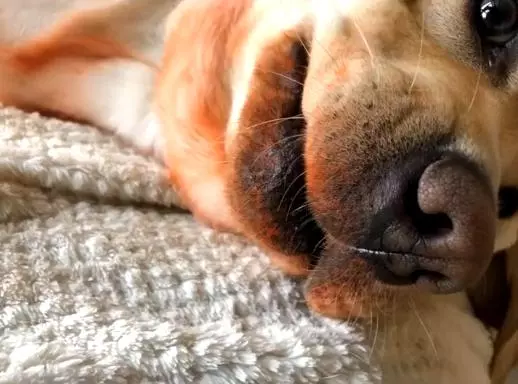 回家驚見「愛犬滿身紅」倒臥!下秒牠起身「翻了個白眼」:偶幫妳試用啦~