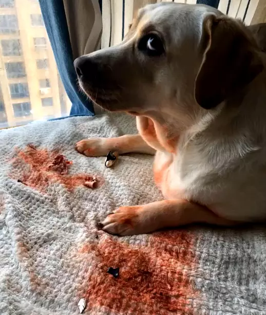 回家驚見「愛犬滿身紅」倒臥!下秒牠起身「翻了個白眼」:偶幫妳試用啦~