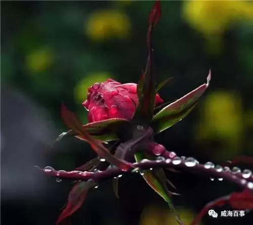 人在落魄時,熬過去,就贏了