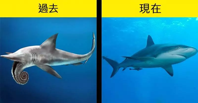 11種「偷偷在演化時整形」的動物 長頸鹿的現在vs.過去...根本兩碼子事情!