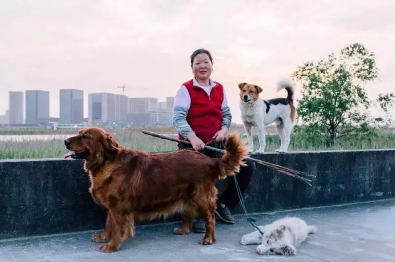 皮包骨流浪狗站不起來,仍然努力對人搖尾巴,用盡全力微笑,志工撿回2周後變美狗
