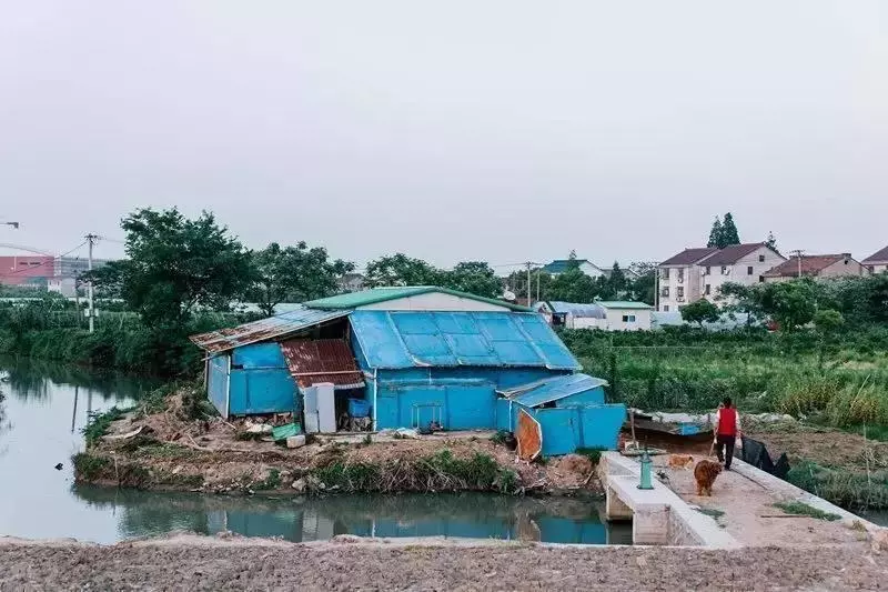 皮包骨流浪狗站不起來,仍然努力對人搖尾巴,用盡全力微笑,志工撿回2周後變美狗