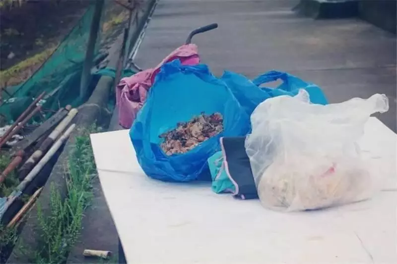 皮包骨流浪狗站不起來,仍然努力對人搖尾巴,用盡全力微笑,志工撿回2周後變美狗