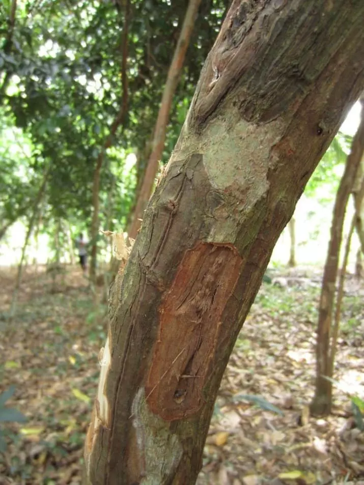 20個證明你對這個世界一無所知「一直以來被騙慘的事」。