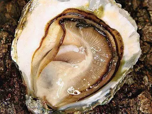全球最貴的10種海鮮,看看有錢人都在吃什麼