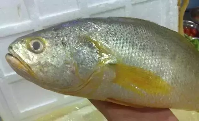 全球最貴的10種海鮮,看看有錢人都在吃什麼