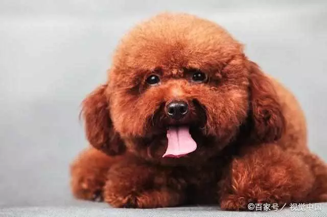 貴賓犬把你當「爸媽」,它會有這些行為,都符合你就偷著樂吧!