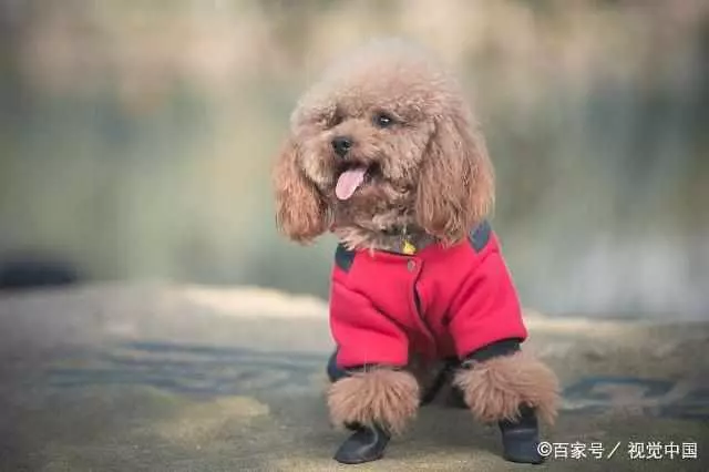 貴賓犬把你當「爸媽」,它會有這些行為,都符合你就偷著樂吧!