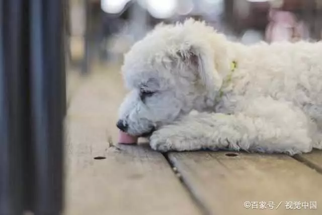 貴賓犬把你當「爸媽」,它會有這些行為,都符合你就偷著樂吧!
