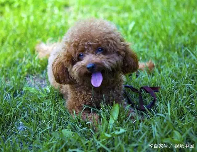 貴賓犬把你當「爸媽」,它會有這些行為,都符合你就偷著樂吧!