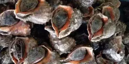 醫生提醒:4種食物滿布寄生蟲,怎麼煮都清不淨,最後一種,很多人都愛吃