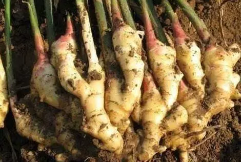 肚子胖成一堆肉? 廚房生薑用起來,瘦到你想「胖」回來,連便秘也好了