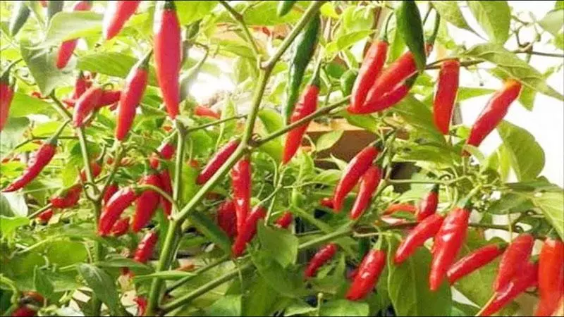 大馬海底撈在全世界5個國家排行第2名!網友列6個「大馬贏其他國家」的原因