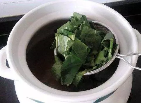 桑葉用水煎後食用,能很好地改善你身體上的8種頑固疾病為家人值得看看
