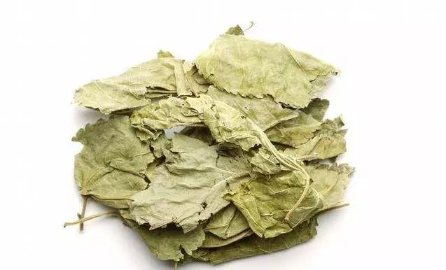 桑葉用水煎後食用,能很好地改善你身體上的8種頑固疾病為家人值得看看