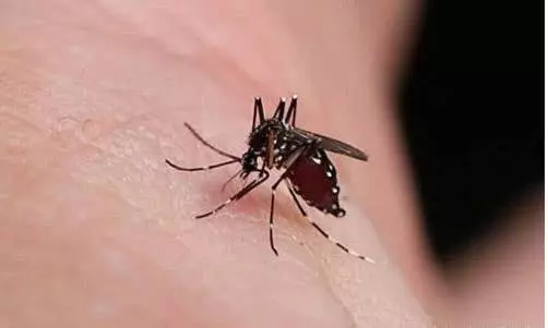 蚊子最高能飛到幾層樓?生物學家給出答案,你買對樓層了嗎?