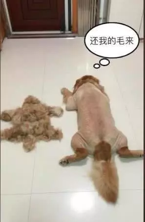 狗到底能不能剃毛?大多數人都搞錯了,3分鐘為你揭秘養狗誤區