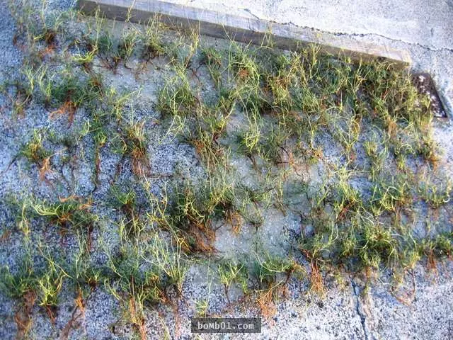 台灣居然有地方出產可以抗癌的青草茶,醫學院團隊好奇研究後證實癌細胞會凋亡!