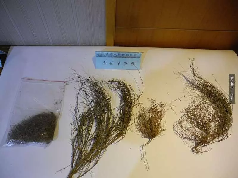 台灣居然有地方出產可以抗癌的青草茶,醫學院團隊好奇研究後證實癌細胞會凋亡!