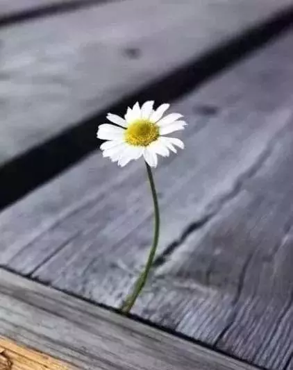 4朵花哪朵最堅強,測你最近什麼運會大轉?