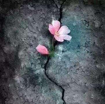 4朵花哪朵最堅強,測你最近什麼運會大轉?