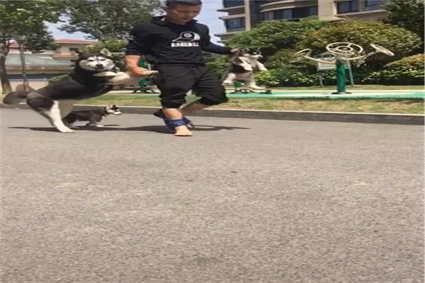 小二哈滿月沒多久,狗媽想盡辦法帶牠們離家出走,主人鞋跑穿了才追回來