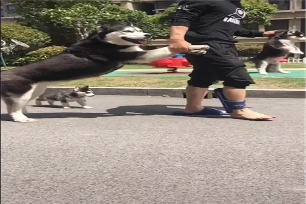 小二哈滿月沒多久,狗媽想盡辦法帶牠們離家出走,主人鞋跑穿了才追回來