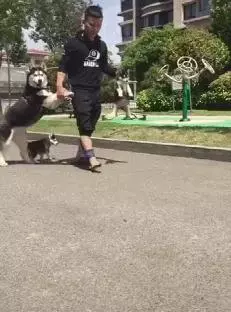 小二哈滿月沒多久,狗媽想盡辦法帶牠們離家出走,主人鞋跑穿了才追回來