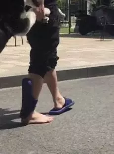小二哈滿月沒多久,狗媽想盡辦法帶牠們離家出走,主人鞋跑穿了才追回來