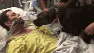十幾歲老狗狗送別主人「讓我再看你一眼」在場所有人淚奔