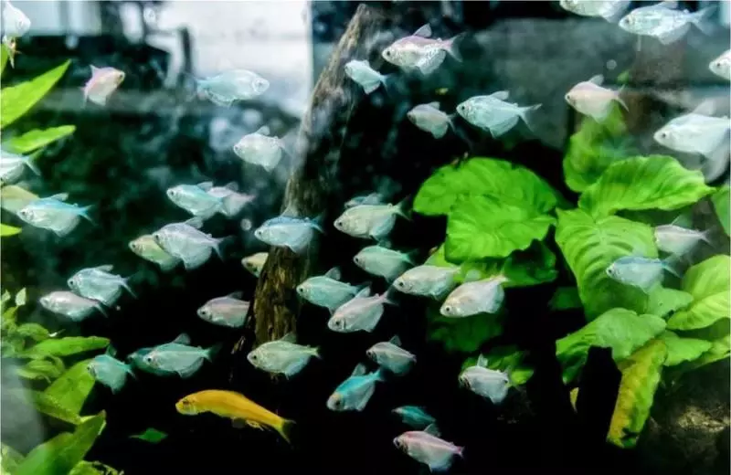 新加坡網紅是有多無聊?給全島公廁打分,關鍵是真的評出了第一名!