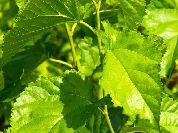 醫生勸告:早晨空腹時,千萬別碰這2種食物,會損傷胃粘膜,並加重原有的胃痛!