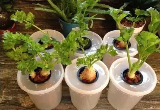 陽台種菜不用種子,菜根切下來埋盆里,生長,新芽長得快