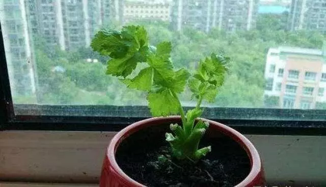 陽台種菜不用種子,菜根切下來埋盆里,生長,新芽長得快