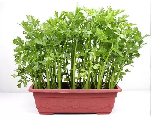 陽台種菜不用種子,菜根切下來埋盆里,生長,新芽長得快