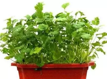 陽台種菜不用種子,菜根切下來埋盆里,生長,新芽長得快