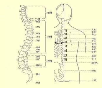 經絡穴位怎麼更好的學習記憶歌訣來解決