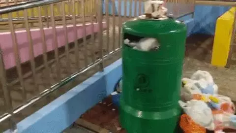 新加坡老鼠猖獗成災!竟敢在李顯龍的地盤搗亂!太不給面子了