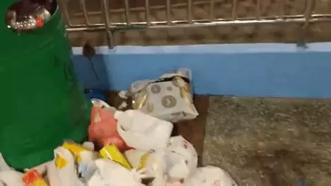 新加坡老鼠猖獗成災!竟敢在李顯龍的地盤搗亂!太不給面子了
