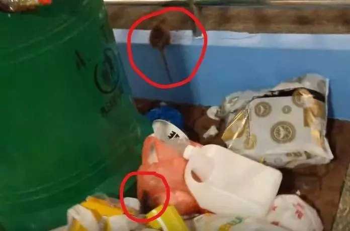 新加坡老鼠猖獗成災!竟敢在李顯龍的地盤搗亂!太不給面子了