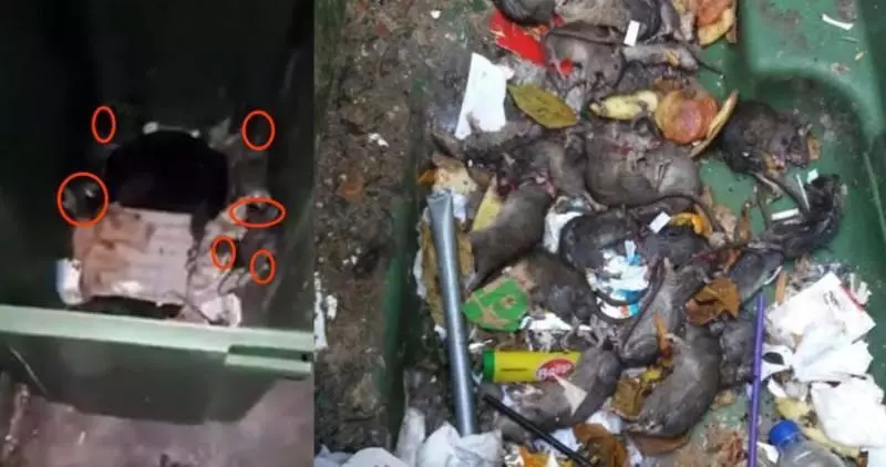 新加坡老鼠猖獗成災!竟敢在李顯龍的地盤搗亂!太不給面子了