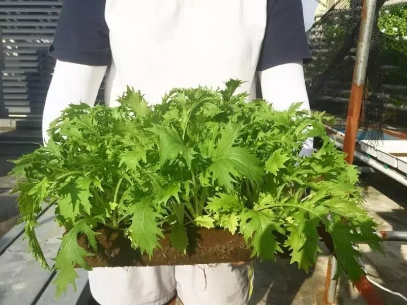 5月!只要你在新加坡,這15個周末娛樂活動,不可錯過!