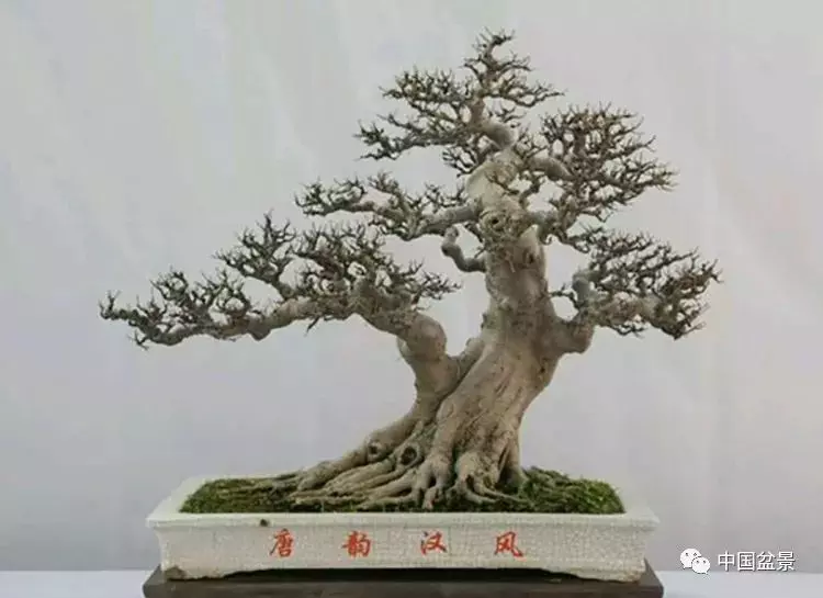 製作飄枝,如何加快枝條生長?
