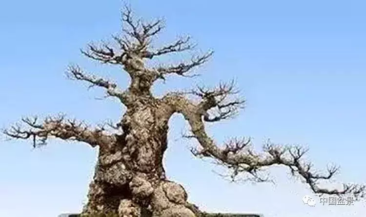 製作飄枝,如何加快枝條生長?