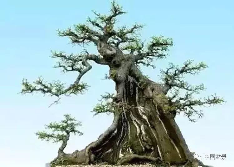 製作飄枝,如何加快枝條生長?