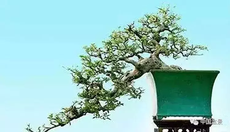 製作飄枝,如何加快枝條生長?