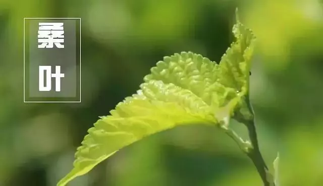 血管硬、頸椎痛、骨質疏鬆……學會這套「加減法」=神仙茶 配方:桑葉5克—平肝明目;