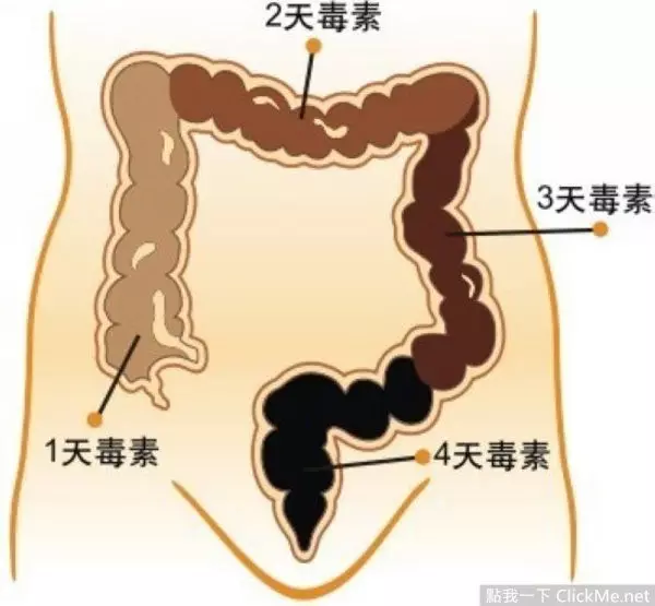 最有效又健康的清宿便方法!讓你天天輕鬆又順暢!